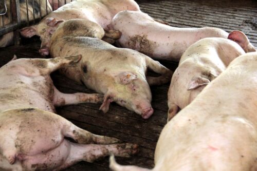 ASF we Włoszech, afrykański pomór świń, przypadki u dzików,