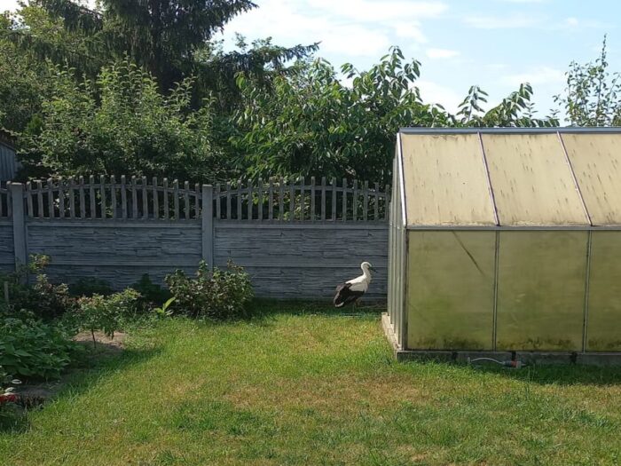 ornitolog, ornitologia, bociany, odloty, ptaki, wieś