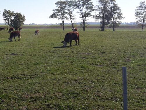 brazylia, amazonia, lasy, wyrąb, wycinanie, rolnictwo, hodowla