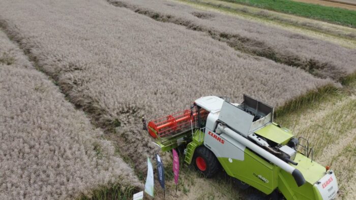 rzepak, zbiór rzepaku, Liga Mistrzów plonowania, rekord