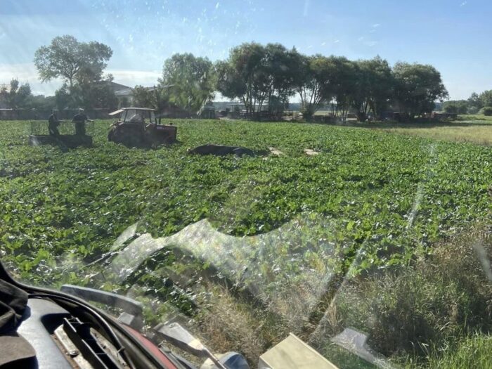 psp lipno, osp, lpr, kpp lipno, ucieczka, byk, ranni, obława, strzały