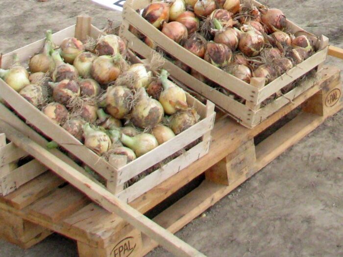 ue, eurostat, produkty rolne, ceny