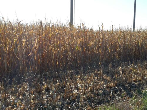 iung-pib puławy, iung, raport, susza rolnicza, susza, niedobór wody, klimatyczny bilans wodny, kbw