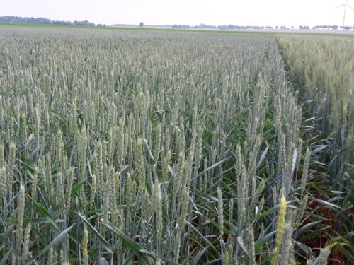 piorin, giorin, inspekcja, desykacja, uprawy, pestycydy, środki ochrony roślin