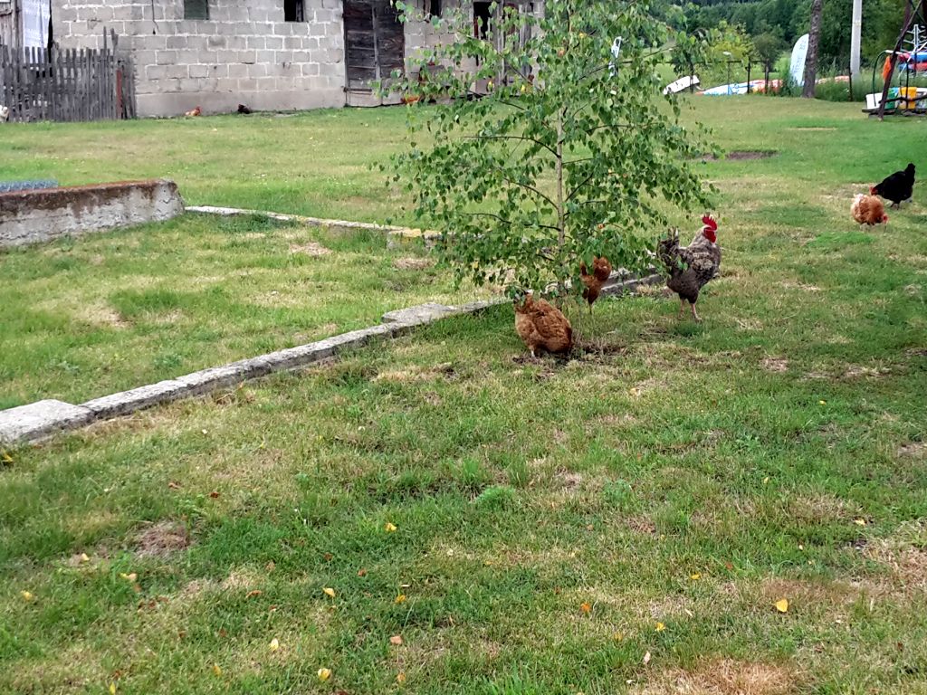 rzekomy pomór drobiu, wirus, szczepienia, wojewoda, podlasie, drób, hodowla