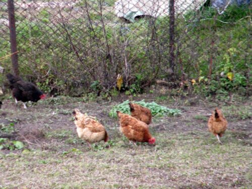 rzekomy pomór drobiu, wirus, szczepienia, wojewoda, podlasie, drób, hodowla