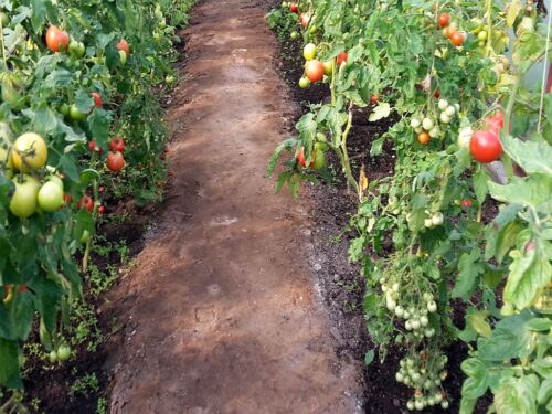 działy specjalne, produkcja rolna, szacunek, dochody, gus