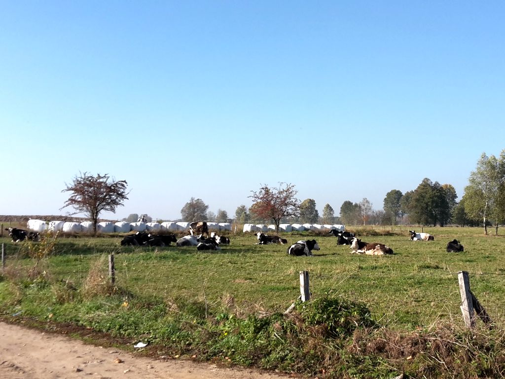 arimr, agencja, płatności ekologiczne, ekologia, hodowla, obsada zwierząt, dopłaty