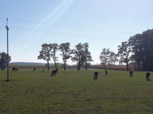 unia europejska, ue, emisja, gazy cieplarniane, rolnictwo