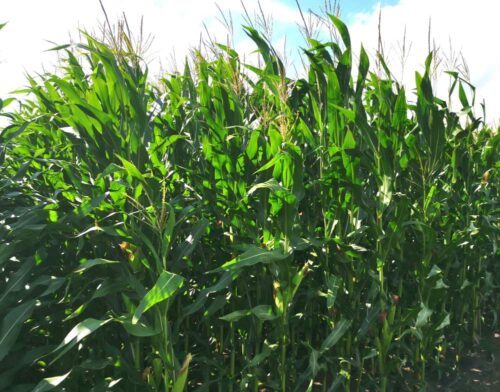 kukurydza, Garzyn, Krajowy Dzień Kukurydzy