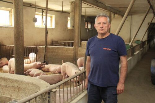 produkcja tuczników, cykl zamknięty, żywienie grochem,