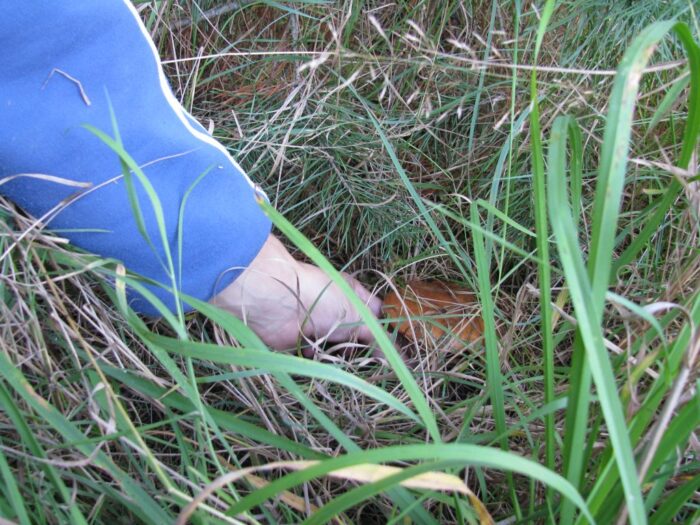 komisja europejska, ke, ue, lasy, leśne produkty niedrzewne, dziczyzna, grzyby, owoce leśne