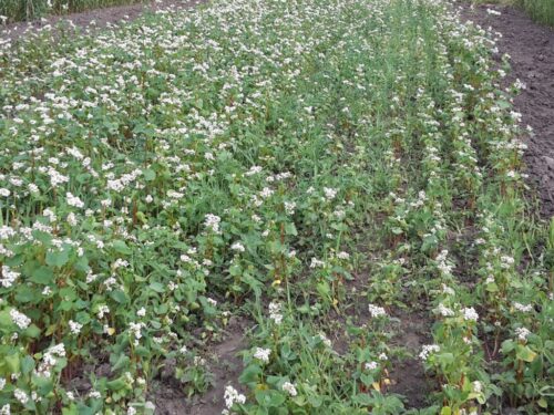 naukowcy, badania, wyniki, piekarnictwo, pieczywo, gryka, łuski