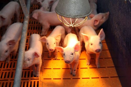 Hoduj z Głową Świnie, maciory, lochy, prosięta, warchlaki, tuczniki, Apra, genomika, żywienie, hodowla, ASF, dobrostan