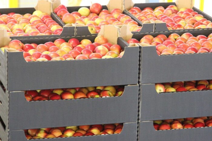 owoce, jabłka, spożycie, eksport, zakupy, promocja, unia owocowa