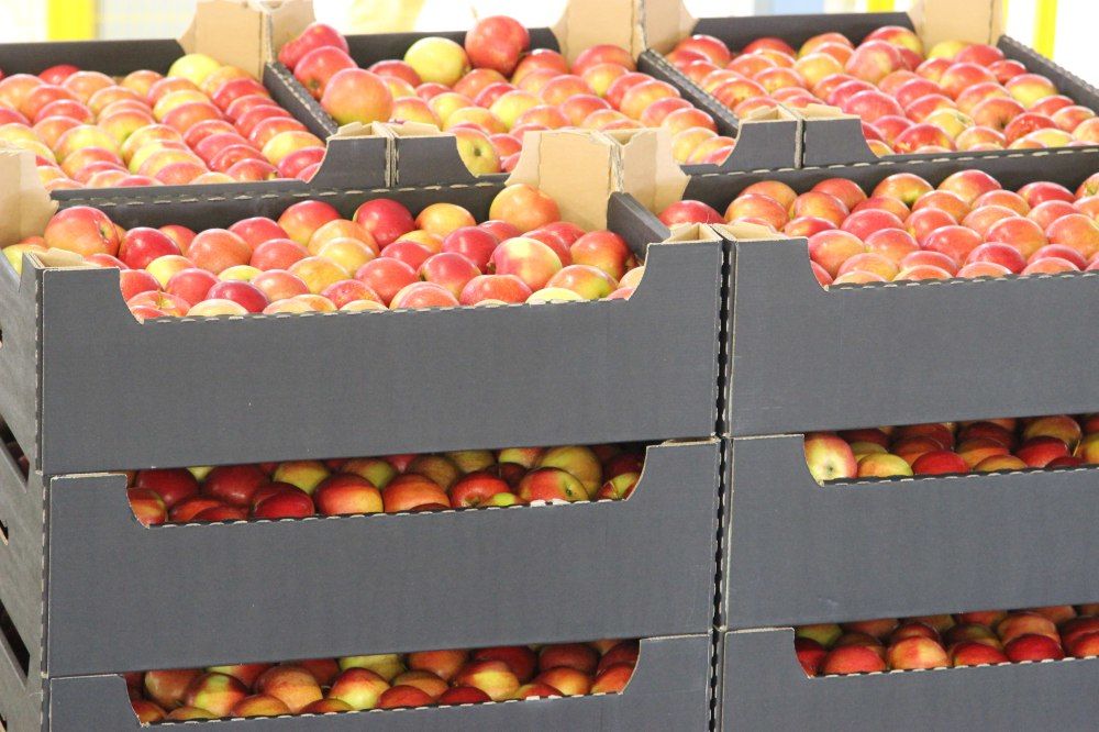 owoce, jabłka, spożycie, eksport, zakupy, promocja, unia owocowa