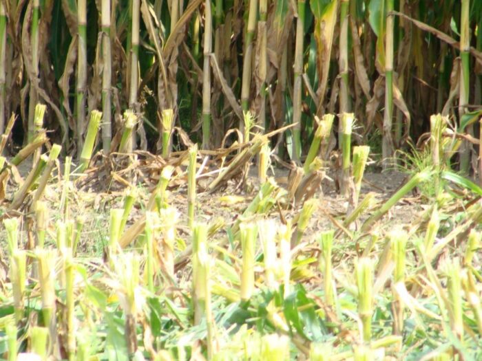 iung, iung-pib puławy, raport, susza, susza rolnicza, niedobór wody, straty, kbw