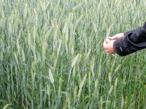 wir, wielkopolska izba rolnicza, komisje, komisje klęskowe, susza, szacowanie, straty, aplikacja