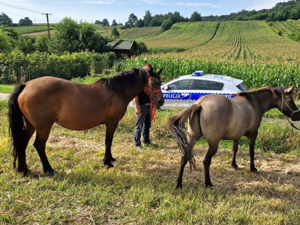 kpp puławy, konie, spłoszone, utrzymanie, zwierzęta