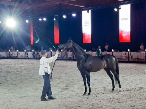 aukcja, konie, konie arabskie, summer sale, pride of poland