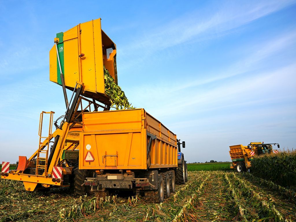 projekt, prawo, rada ministrów, legislacja, lochaplus, skup zbóż, kukurydza, rozporządzenie