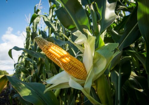 kukurydza_kolba
