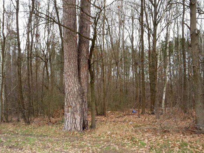 lasy państwowe, wiceminister, siarka, dostęp, grzyby