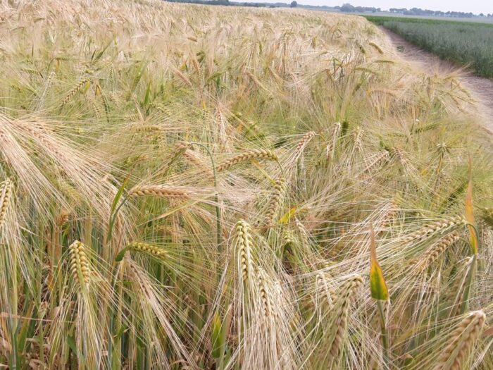 ukraina, msz, kułeba, zakaz, embargo, import, ue