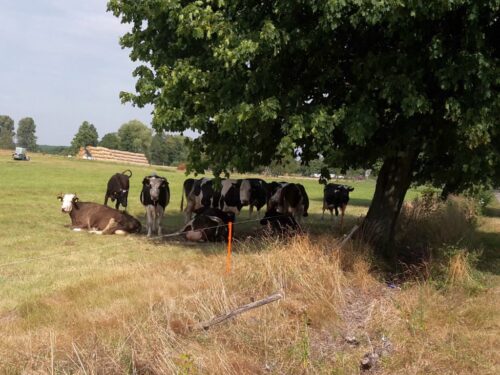burza, nawałnica, wyładowanie atmosferyczne, piorun, krowy, pastwisko, rolnik, hodowca