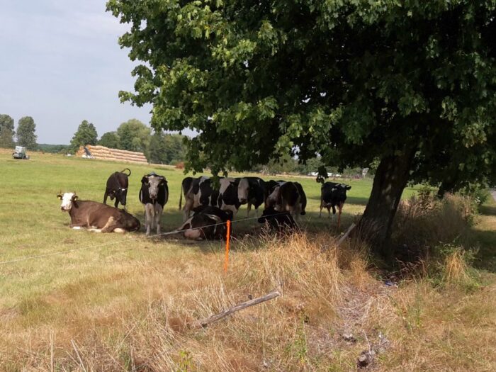 burza, nawałnica, wyładowanie atmosferyczne, piorun, krowy, pastwisko, rolnik, hodowca