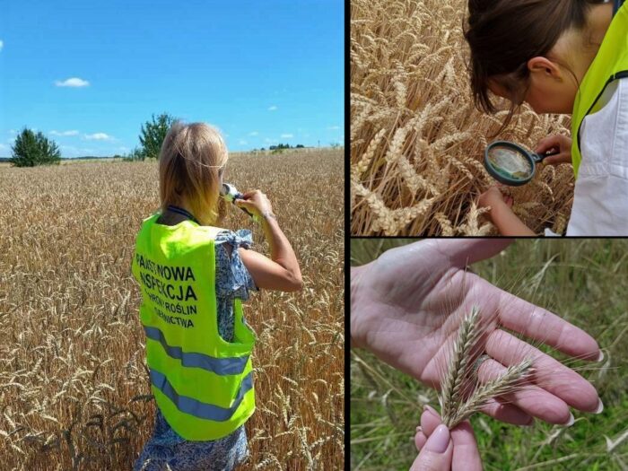 piorin, inspekcja, kontrola, uprawy, zboże, sporysz, fuzarioza