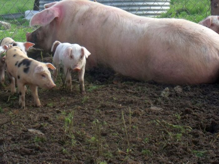 rozporządzenie, premie, zrównoważona produkcja, obsada zwierząt