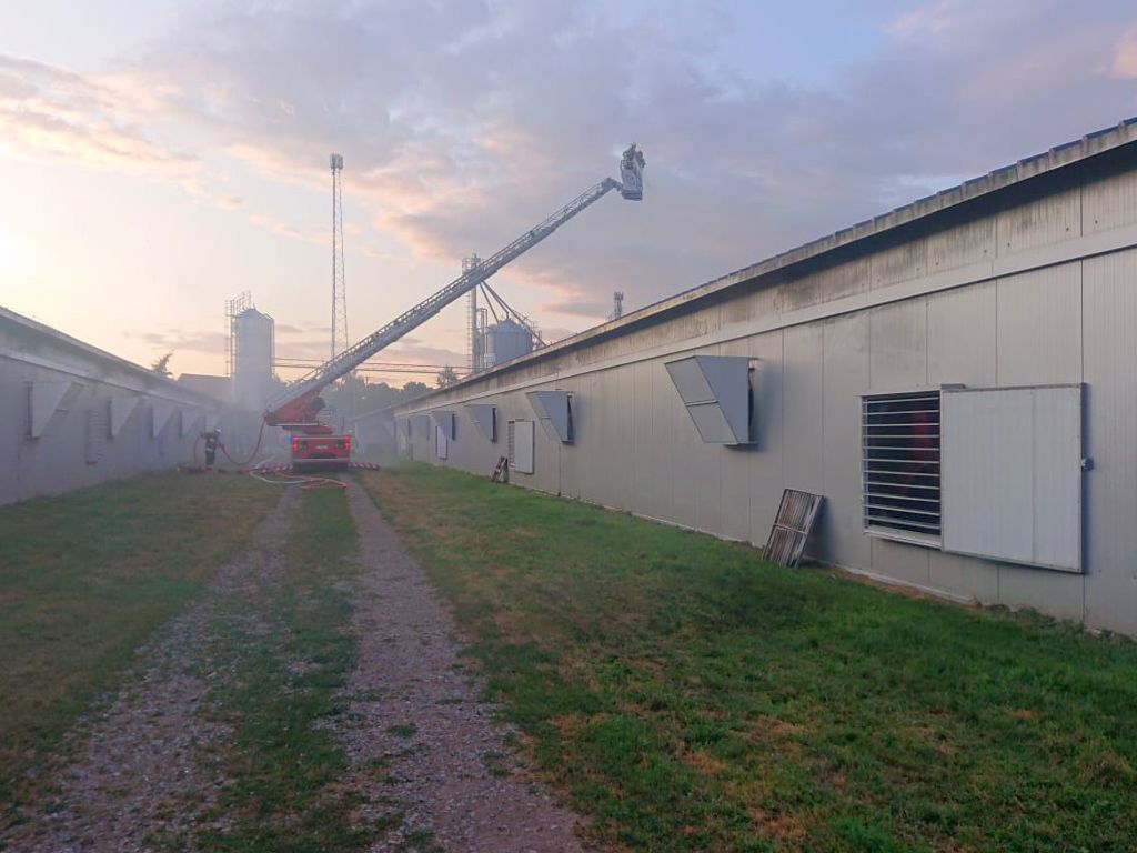 kp psp grodzisk wielkopolski, pożar, kurnik, ściółka, straty