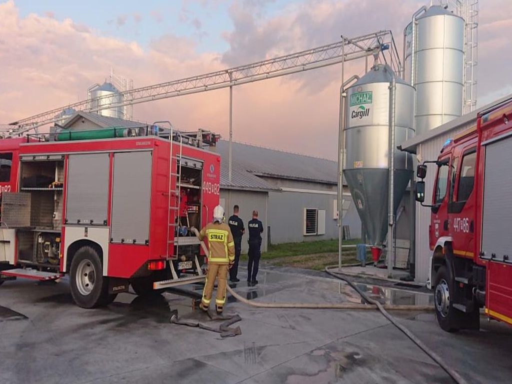 kp psp grodzisk wielkopolski, pożar, kurnik, ściółka, straty