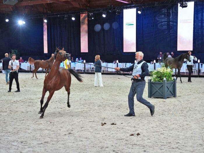 pride of poland, pokaz, konie, konie arabskie, aukcja, ceny