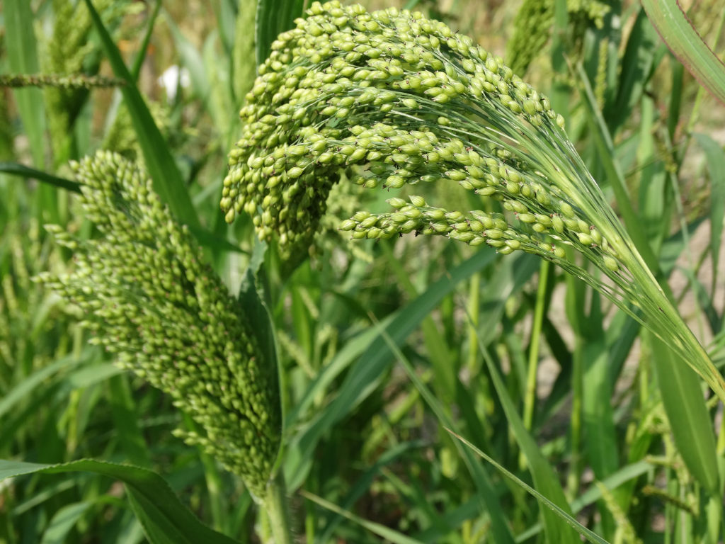 proso, uprawa prosa, żywność, zboża