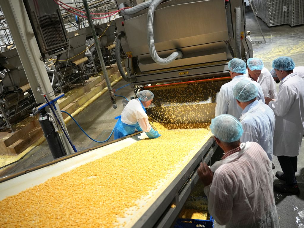 agroekoton, korzeniowski, skup, owoce, owoce jagodowe, przetwórstwo