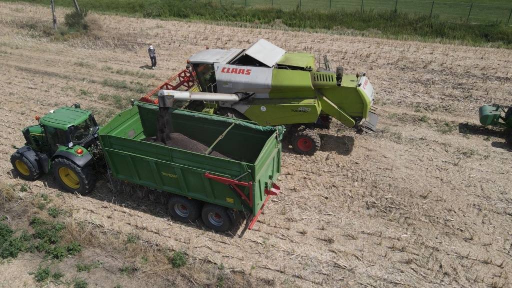 rzepak, Procam, LG Auckland