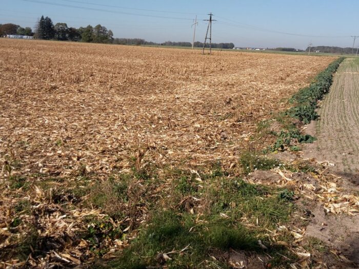 kukurydza, pomoc, zapłata, skup, sprzedaż, hodowla, lochy