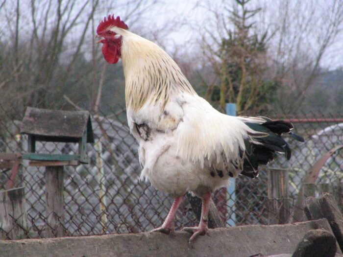 podlaskie, podlasie, drób, hodowla, rzekomy pomór drobiu, ograniczenia, szczepienia