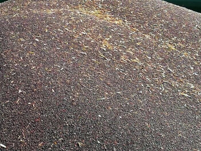 krajowa grupa spożywcza, kgs, elewarr, zamojskie zakłady zbożowe, rzepak, skup, buraki, plantatorzy