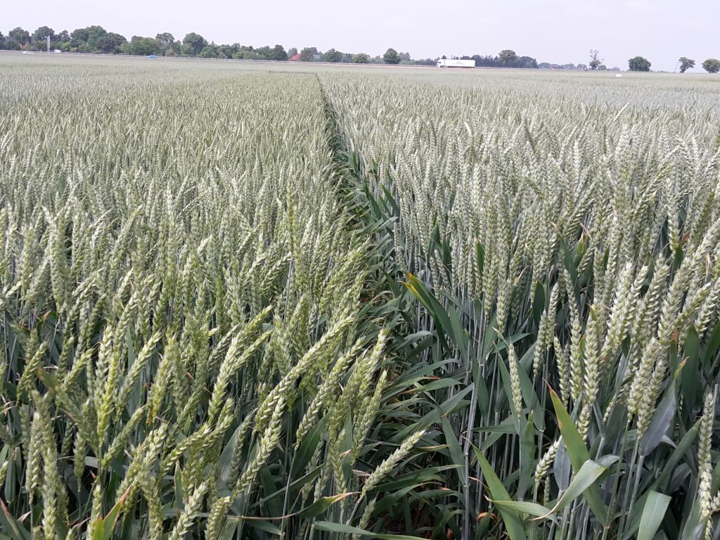 krir, samorząd rolniczy, izby rolnicze, pszenica, dopłaty, wsparcie, arimr, wnioski, termin, nabór