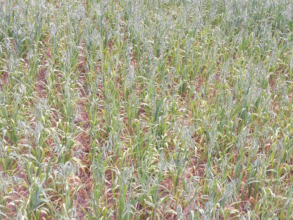 minister rolnictwa, siekierski, susza rolnicza, susza