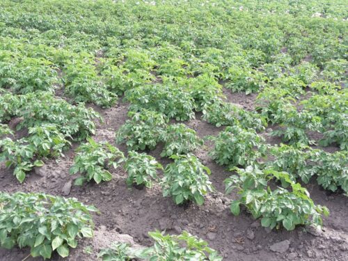 iung-pib puławy, iung, klimatyczny bilans wodny, kbw, susza, susza rolnicza, deficyt wody, niedobór wody