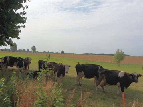 minister, telus, susza, straty, szacowanie, szkody, uprawa, hodowla