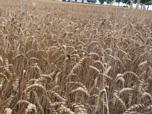 onz, handel, umowa zbożowa, porozumienie zbożowe, korytarz humanitarny, ukraina, rosja, zboże