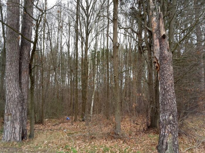 sejm, ustawa, nowelizacja, ustawa o lasach, lasy