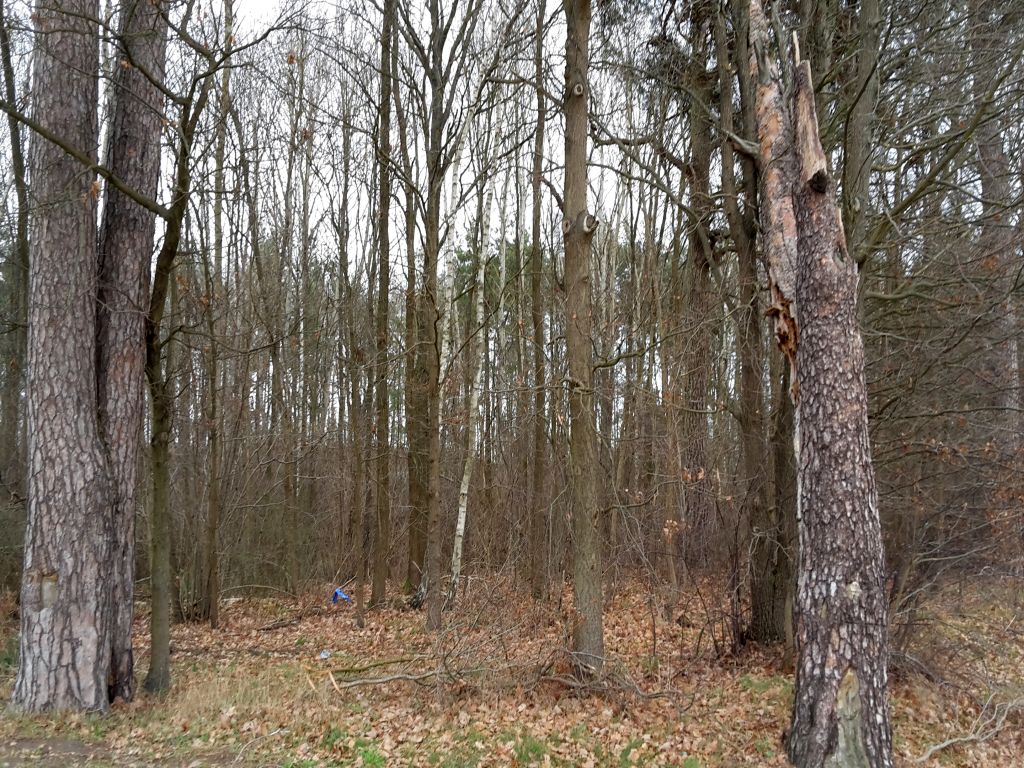 sejm, ustawa, nowelizacja, ustawa o lasach, lasy