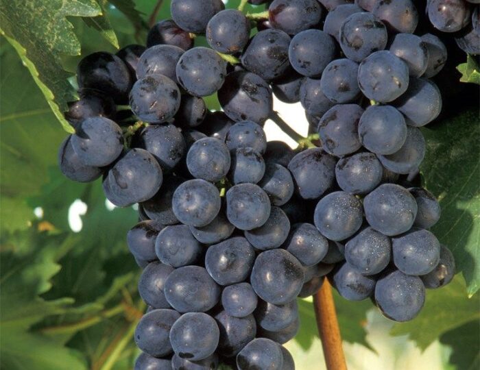 francja, winnice, winogrona, wino, produkcja