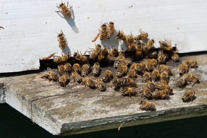 zapylacze, choroby, rośliny uprawne, badanie, instytut ochrony przyrody, pan